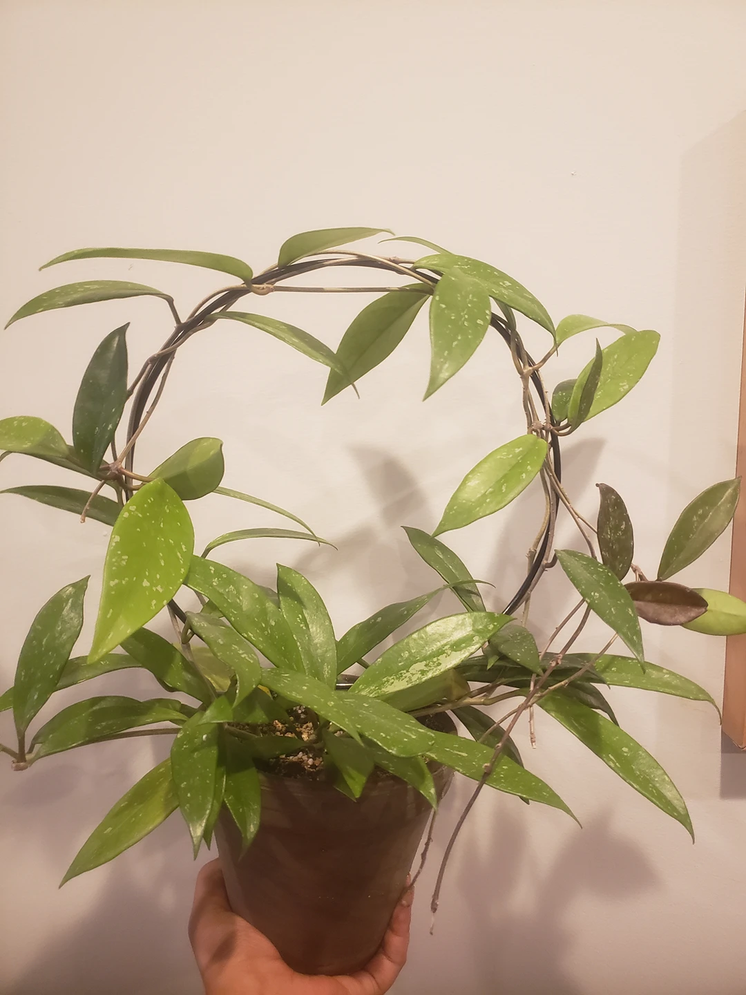 Various Houseplants- Philodendron, Syngonium, Hoya