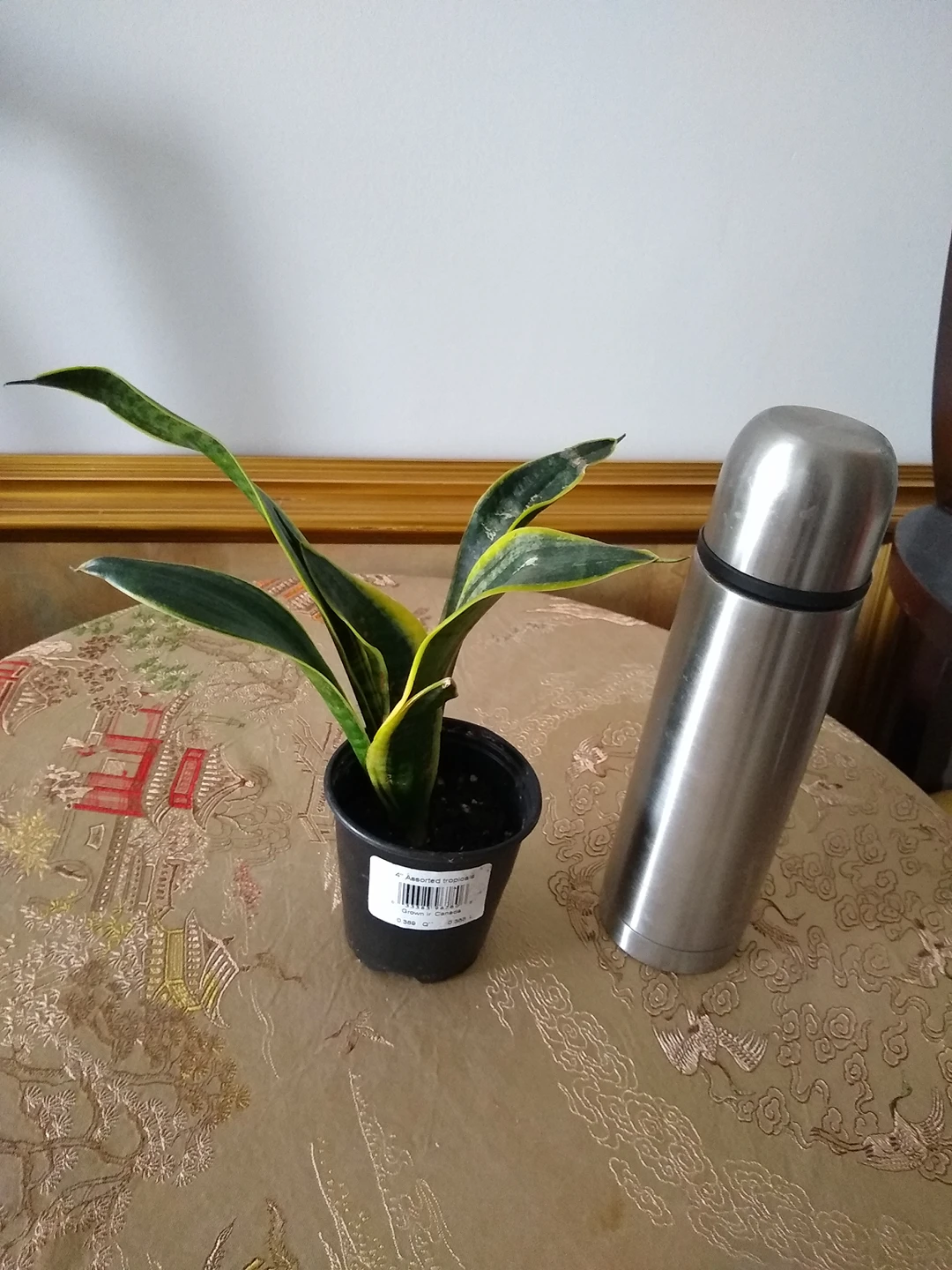 Snake Plant 💝 image indicator(2)