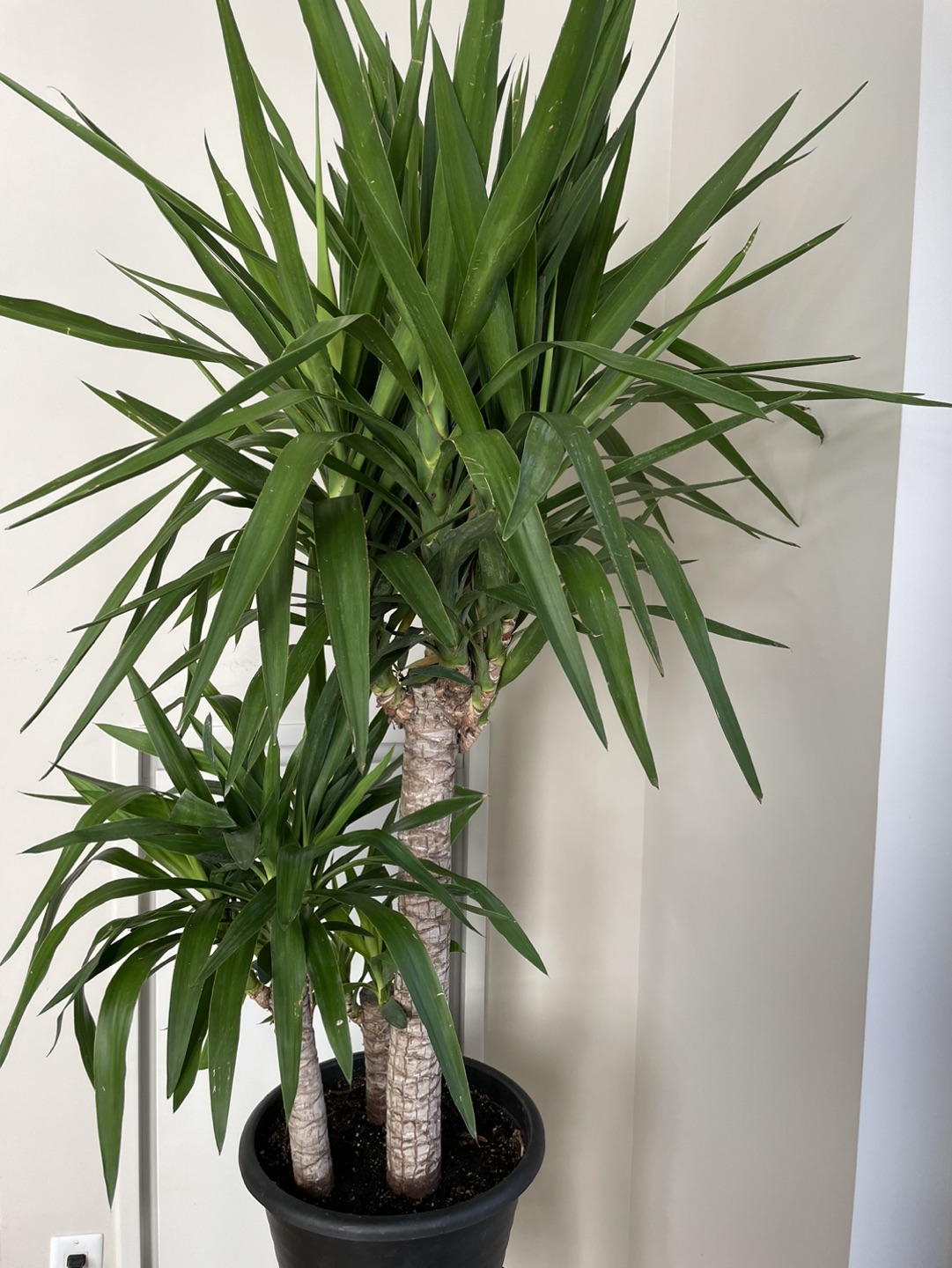 4-5 ft Yucca Plant thumbnail