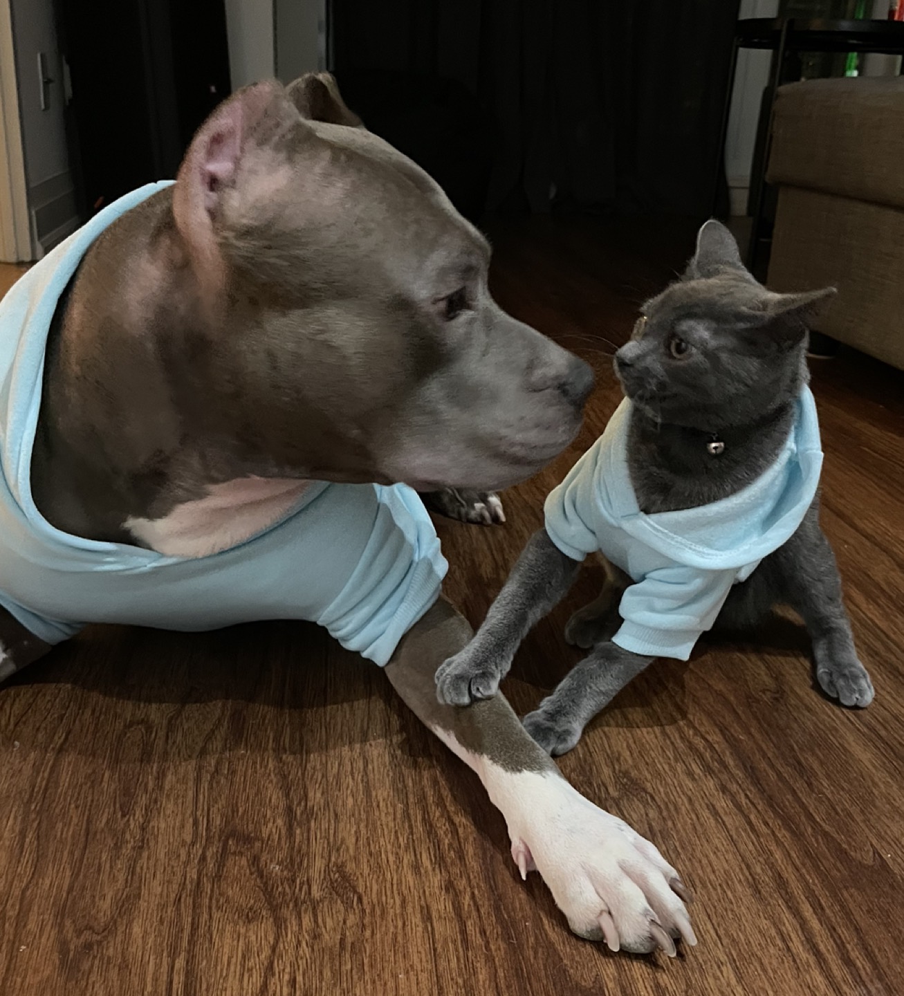 New pet hoodie image indicator(2)