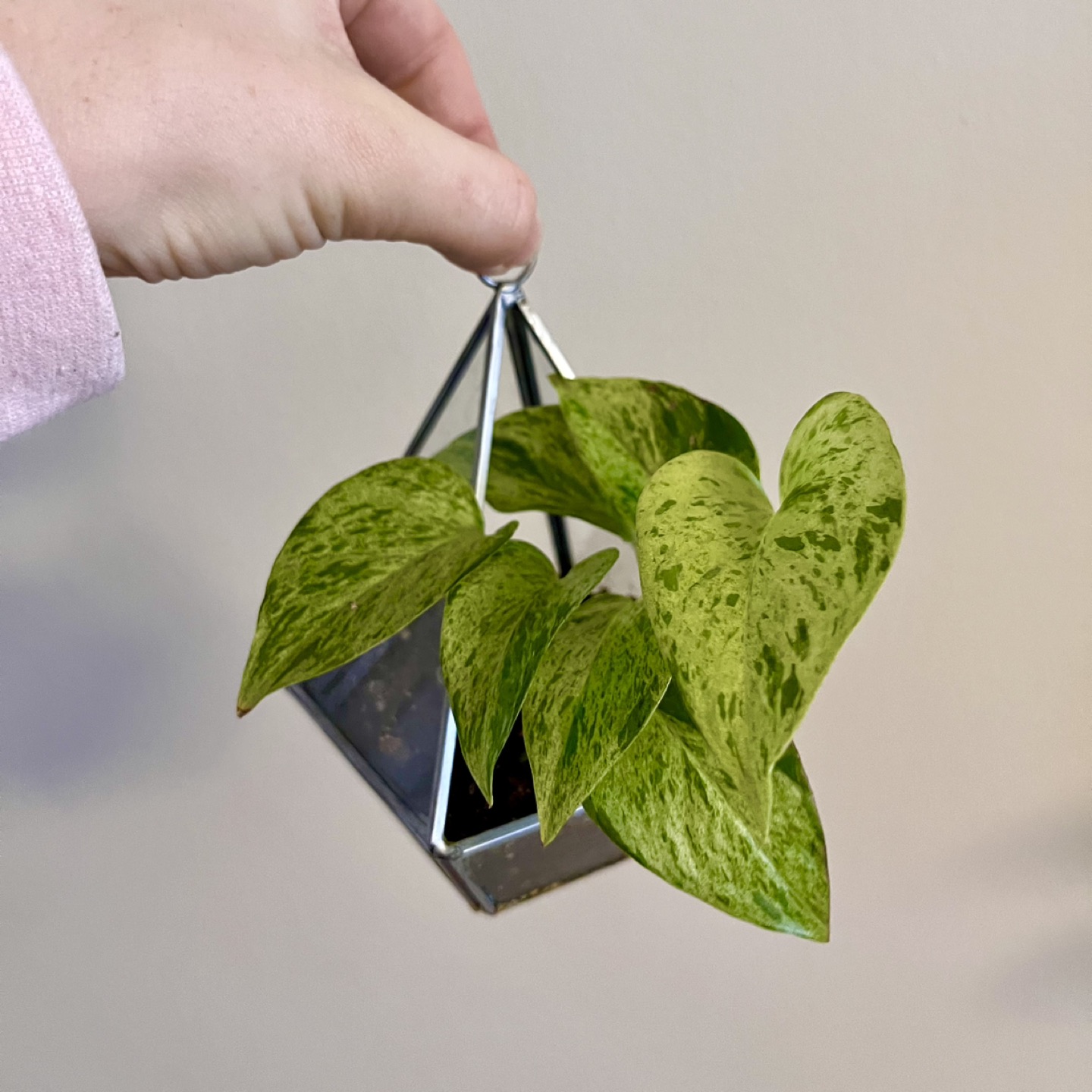 Marble Queen Photos! Comes with Unique Planter thumbnail