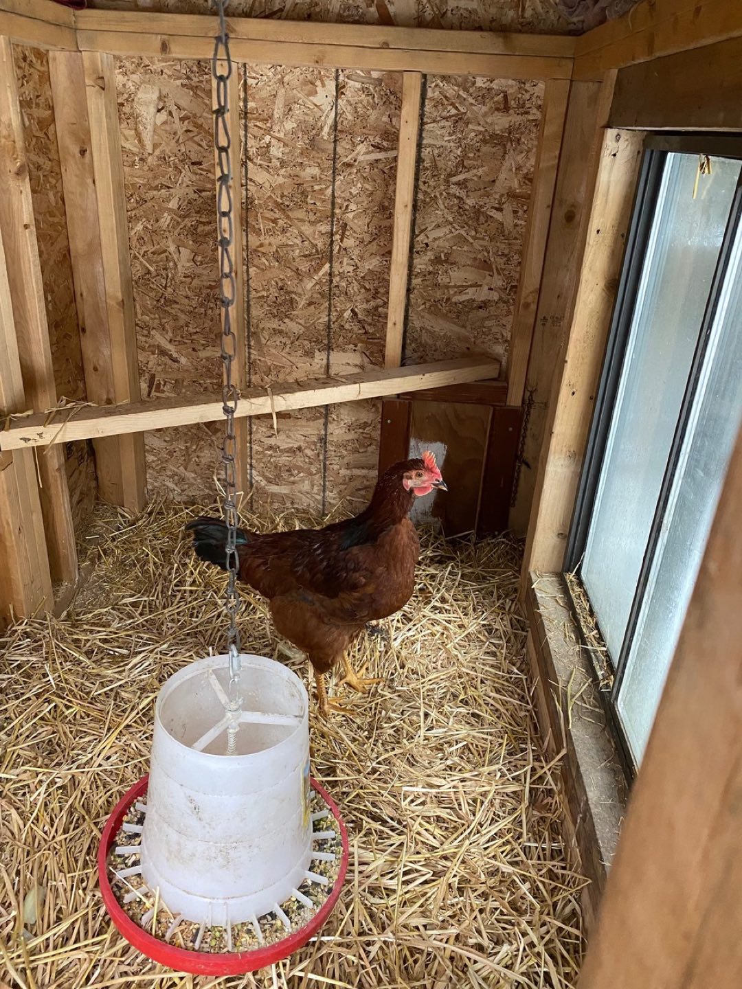 Rooster thumbnail