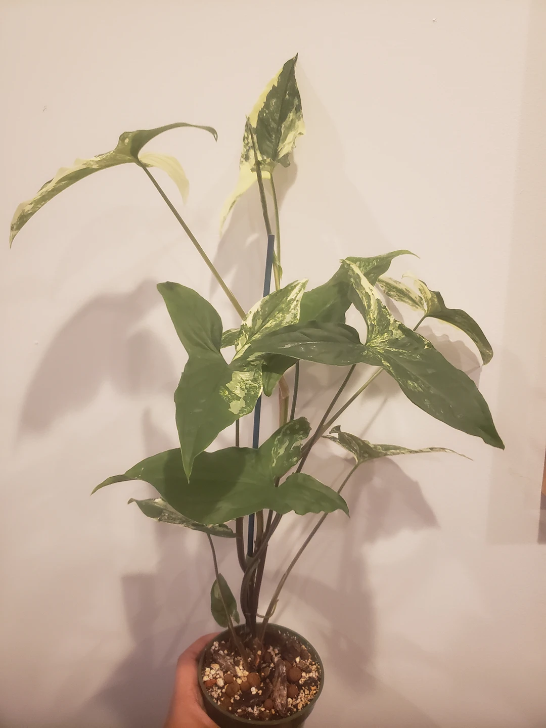 Various Houseplants- Philodendron, Syngonium, Hoya - photo 2