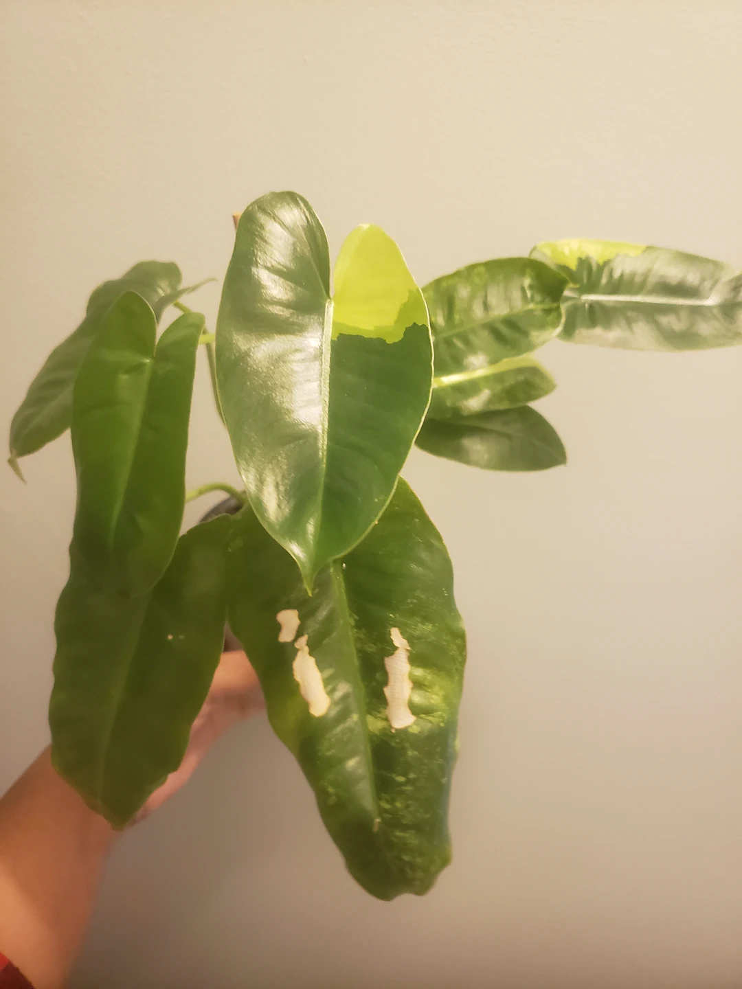 Various Houseplants- Philodendron, Syngonium, Hoya - photo 4