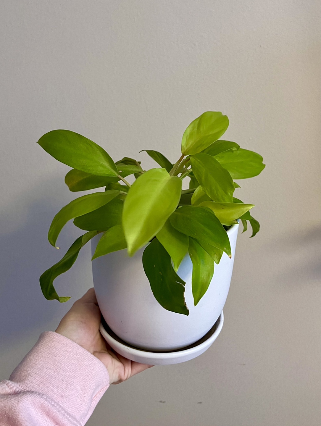 Indoor Plant- Low Maintenance thumbnail