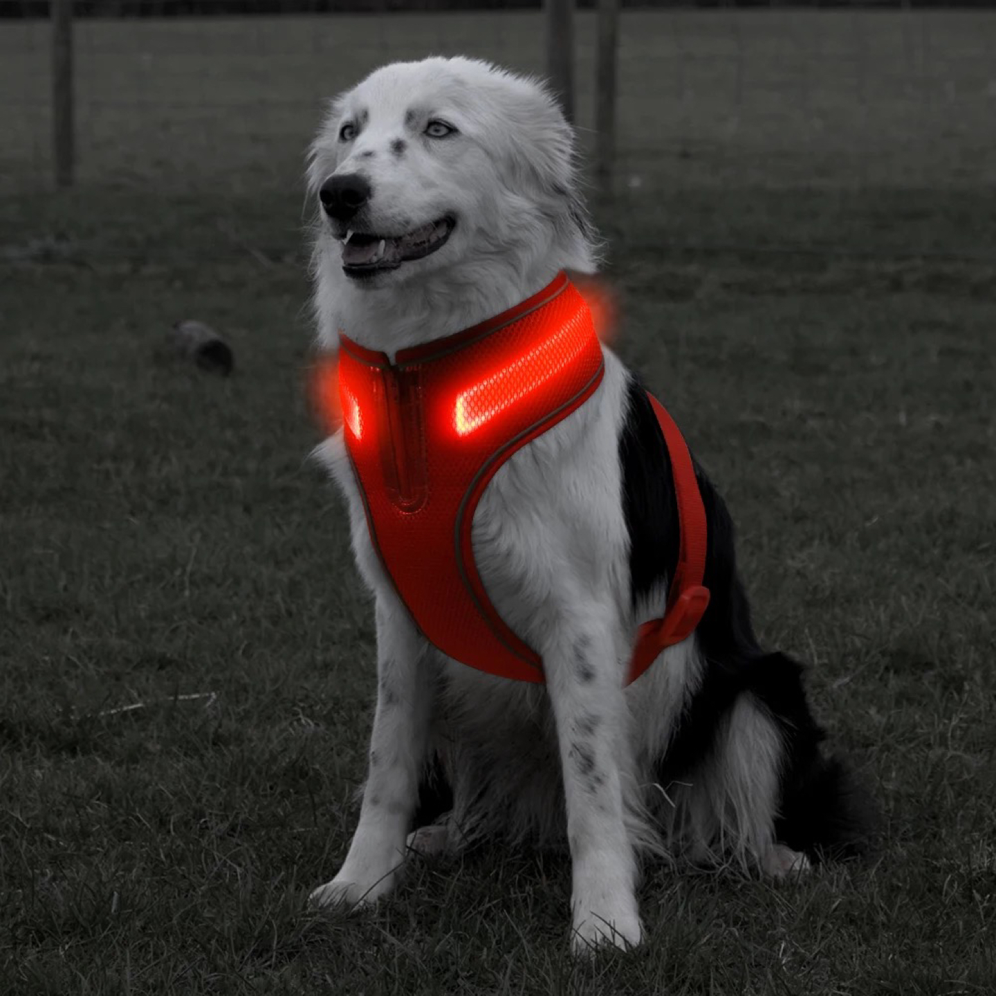 Harness with LED light for Small Dog Rechargeable - photo 5