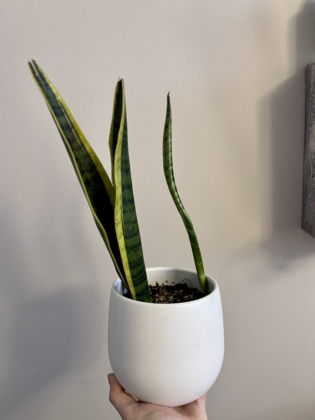 Snake Plant - Comes with Pot! thumbnail