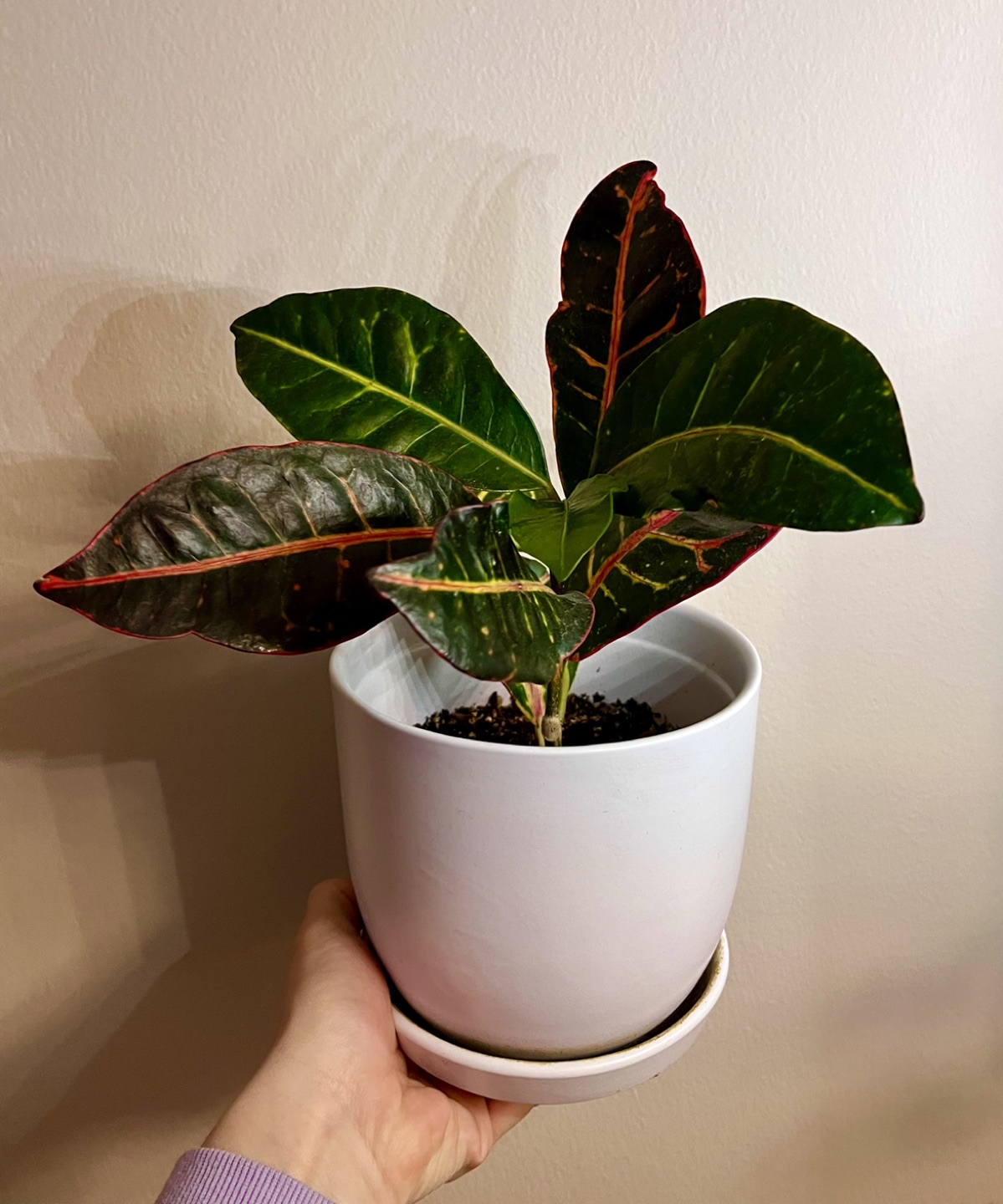 Petra Indoor Plant! Comes with Pot :) thumbnail