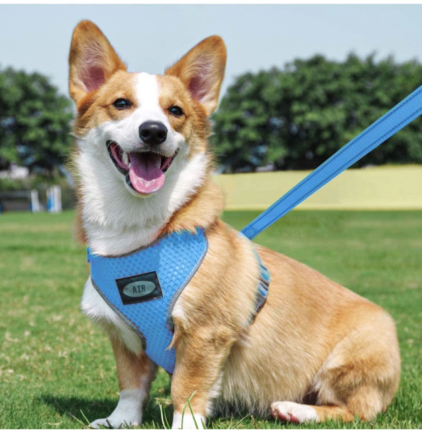 Brand New Dog Harness + Leash thumbnail