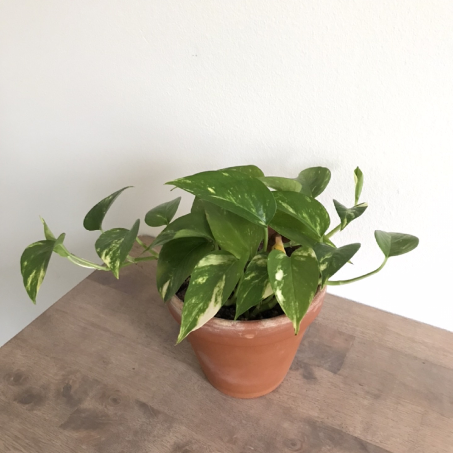 5” golden pothos thumbnail