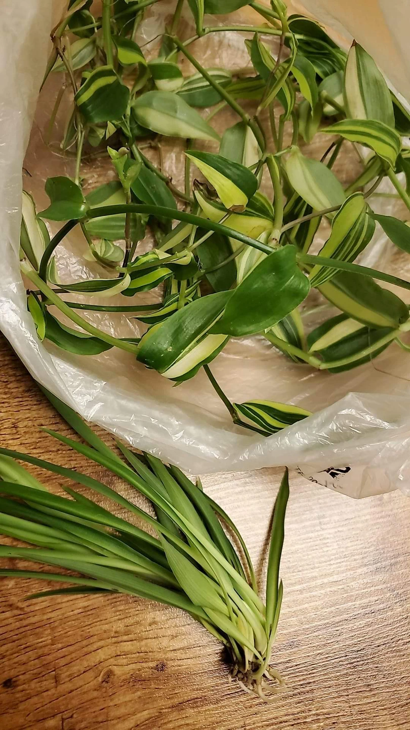 Plant Cuttings thumbnail