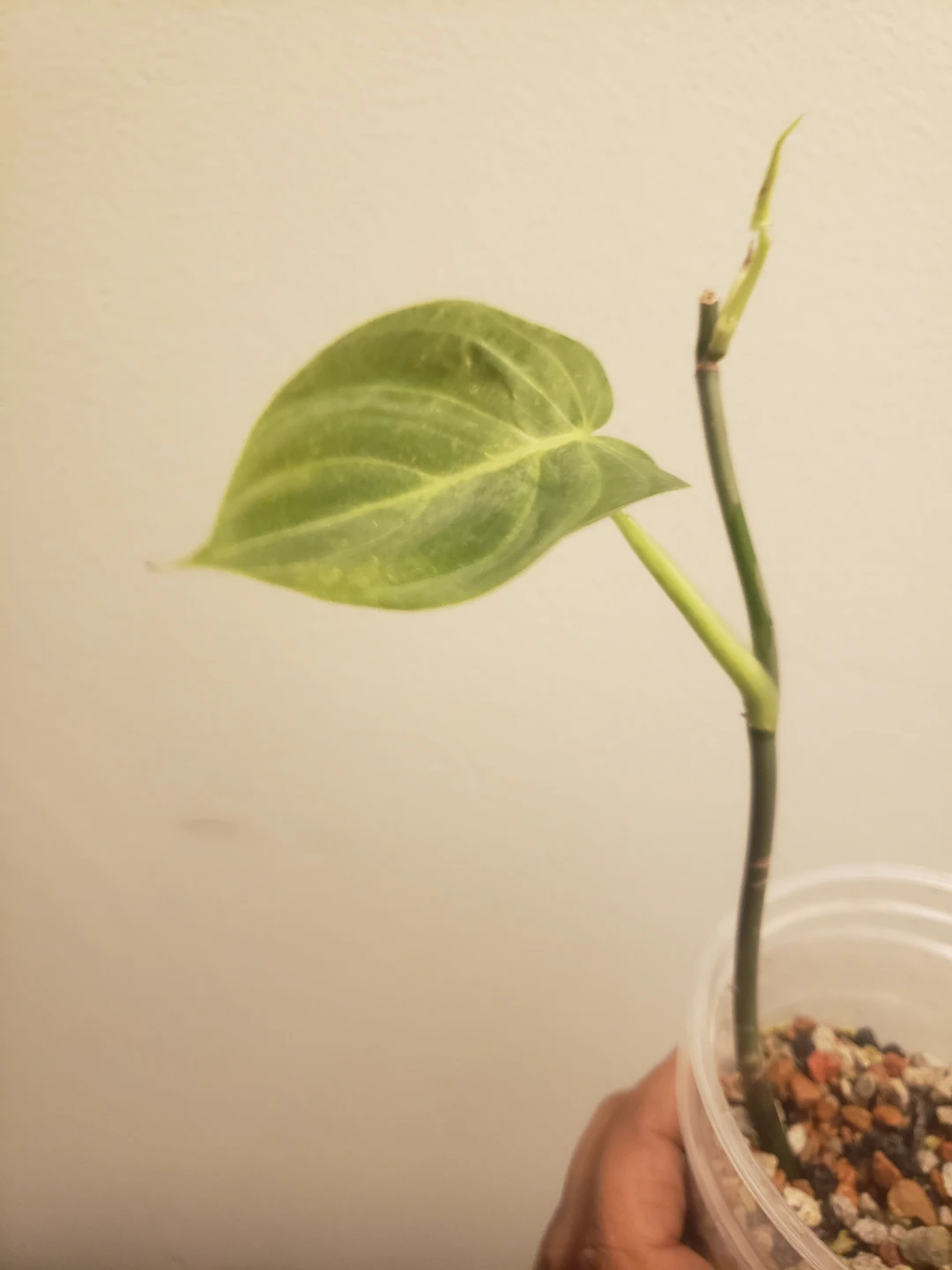 Various Houseplants- Philodendron, Syngonium, Hoya - photo 3