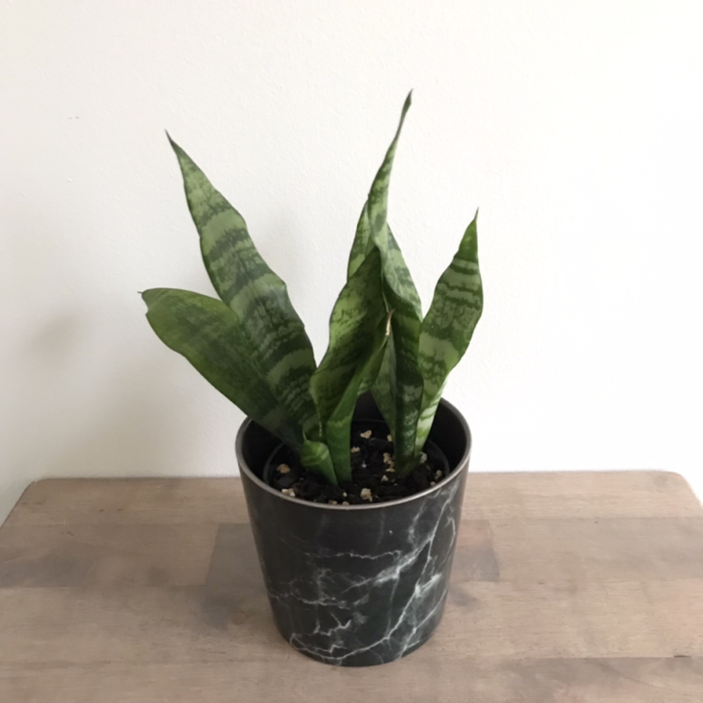 Snake plant with black marble pot thumbnail