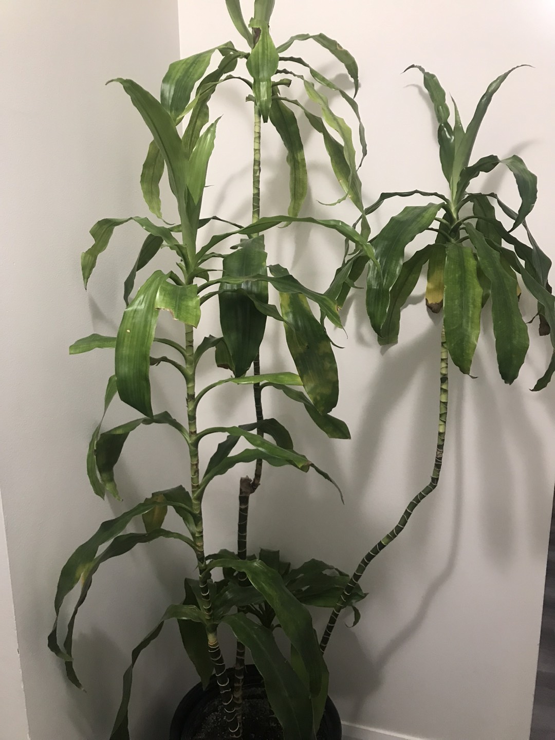 Dracena Plant (6ft) - photo 2