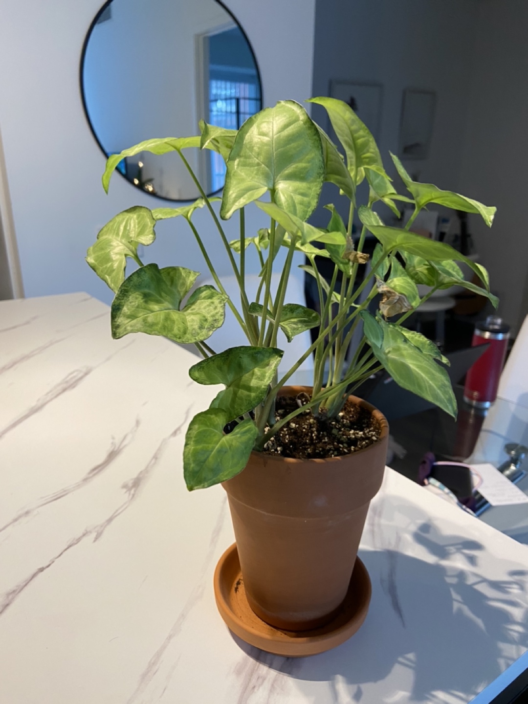 Plant