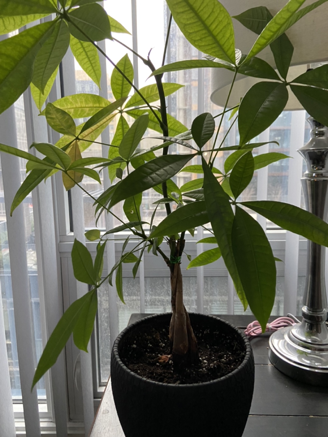 Money Tree thumbnail