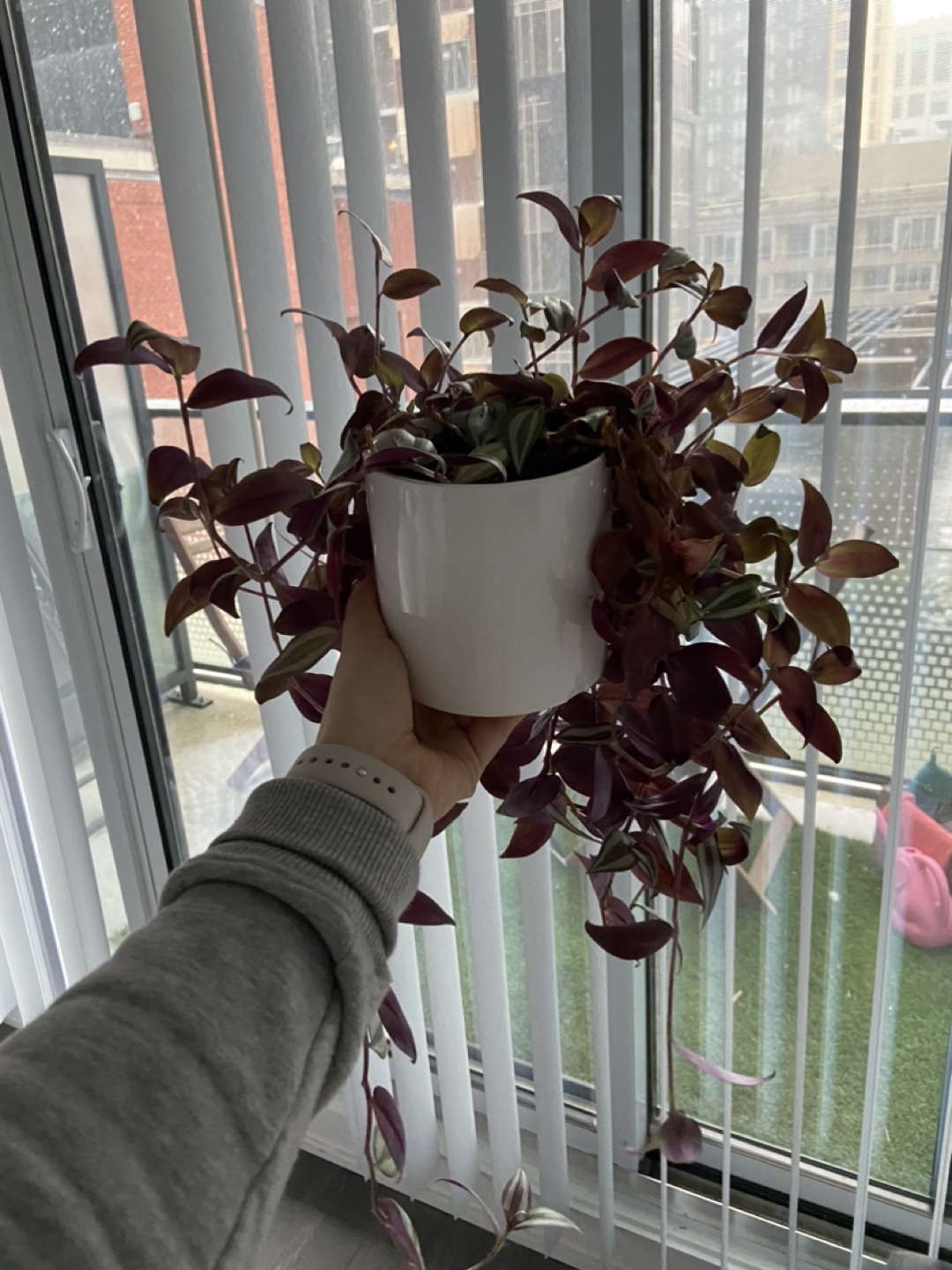 Plant - photo 2