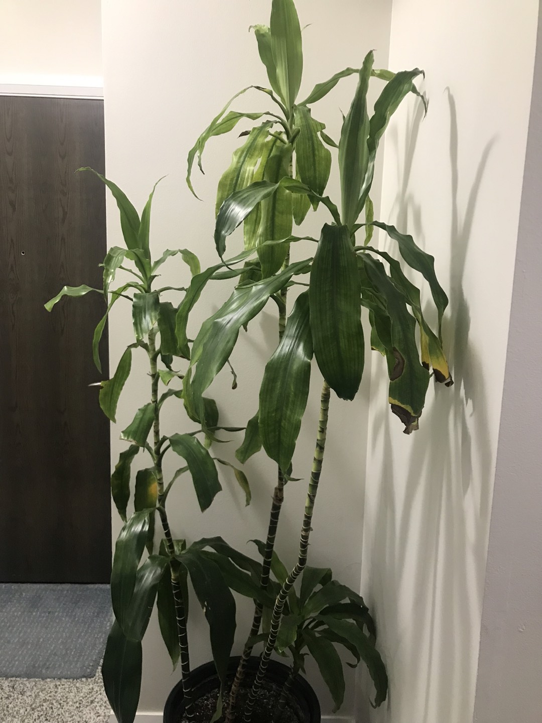 Dracena Plant (6ft) - photo 3