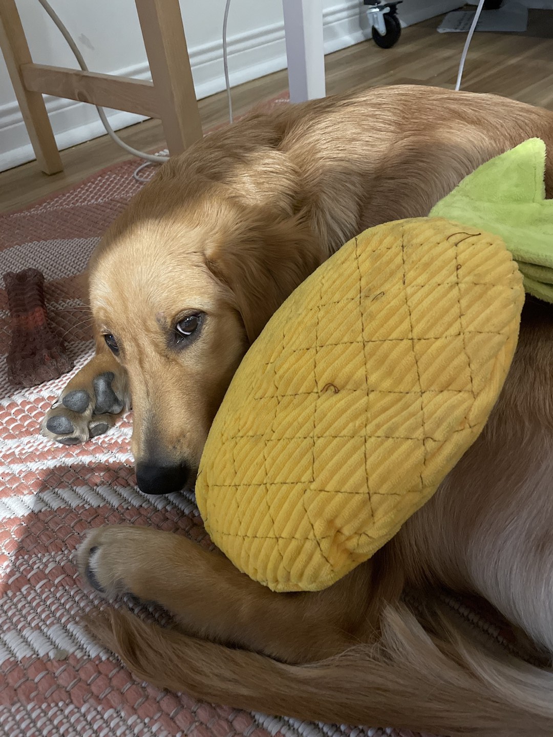 Free Coral Patterned Rug image indicator(2)