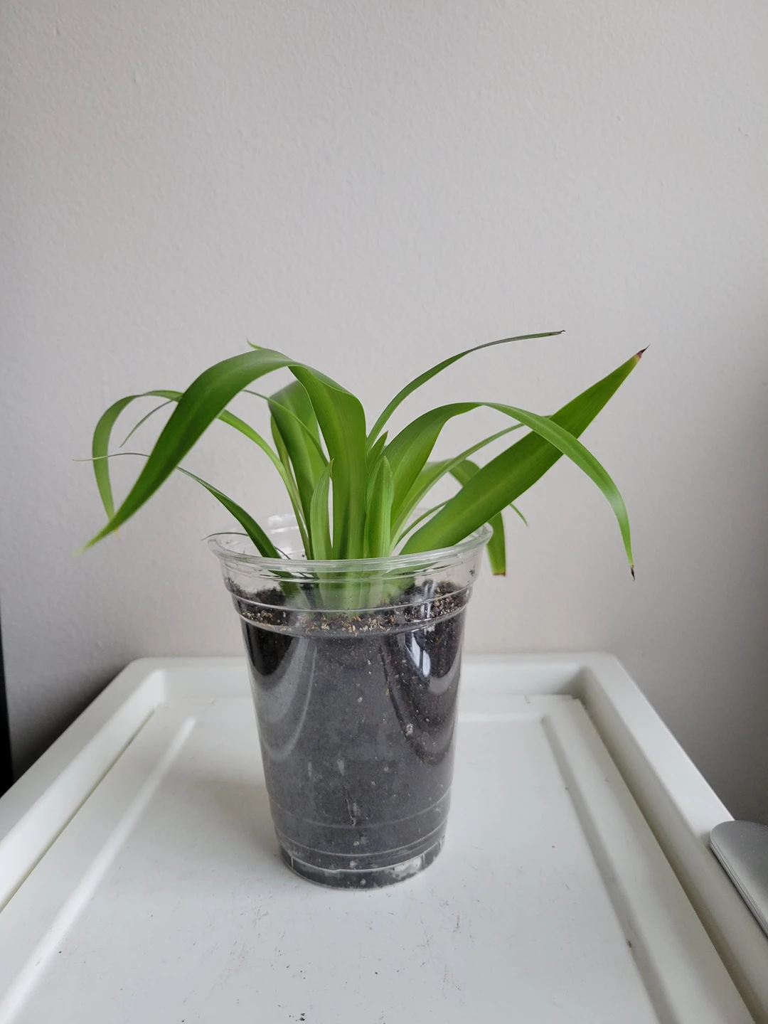 spider plant thumbnail