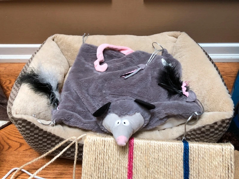 kitten starter bundle kit bed toys tent - photo 3