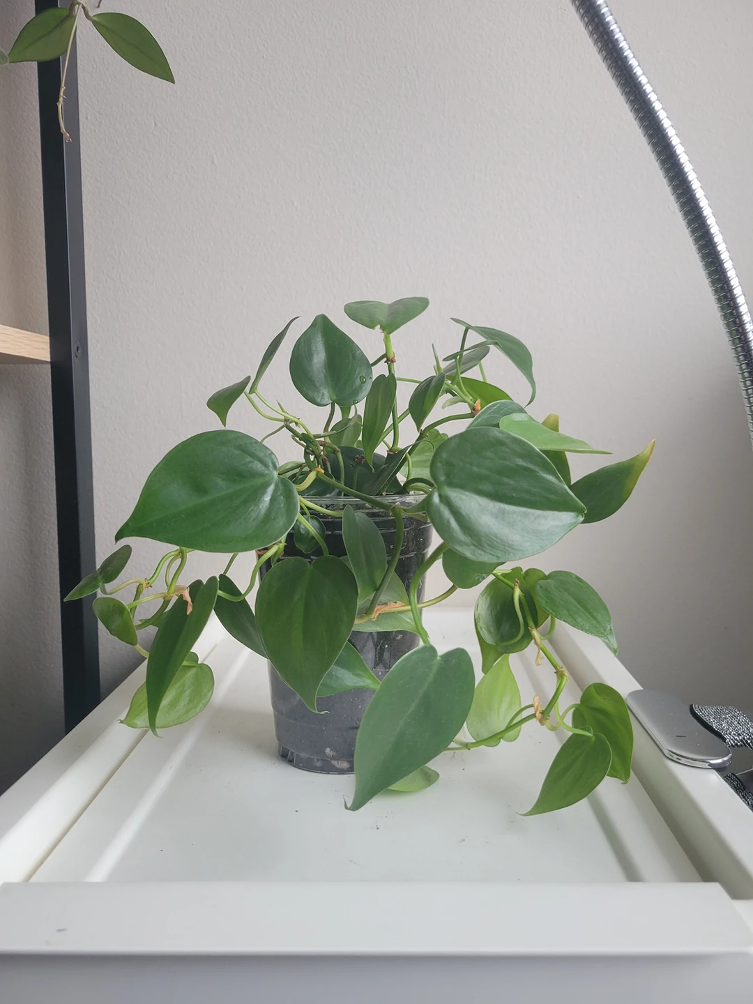 philodendron sweetheart thumbnail
