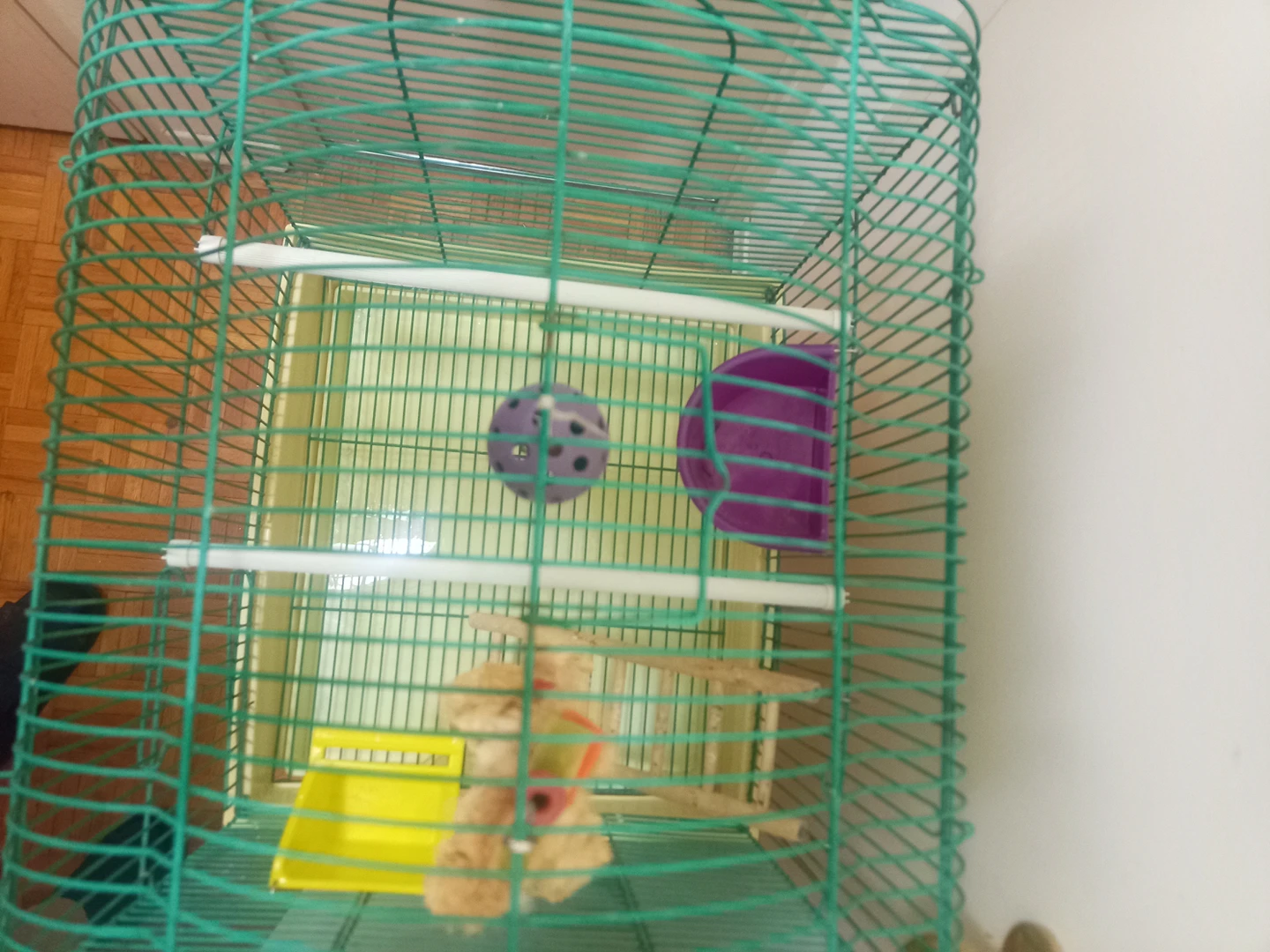 Medium size bird cage thumbnail