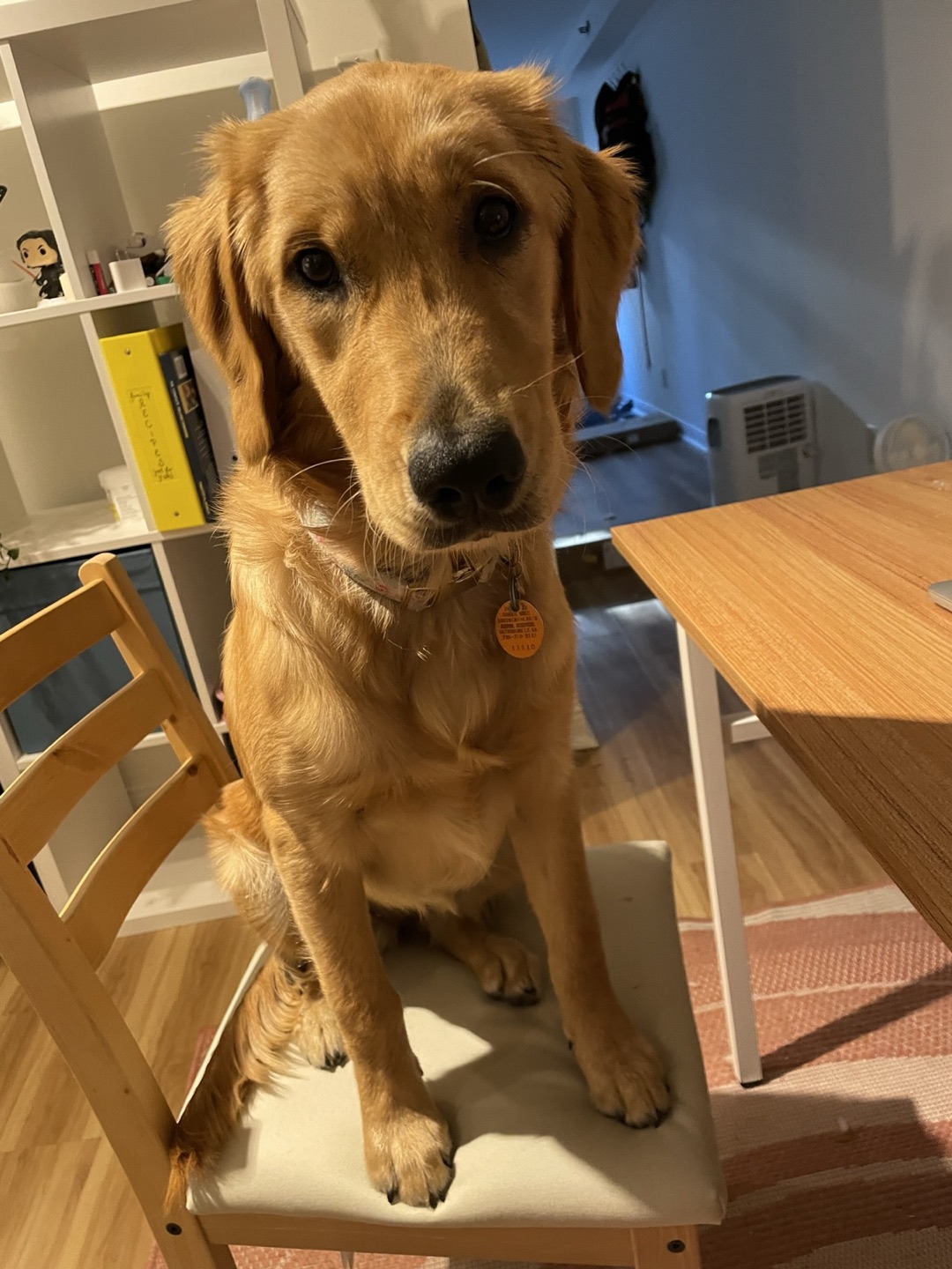 Free Coral Patterned Rug image indicator(3)