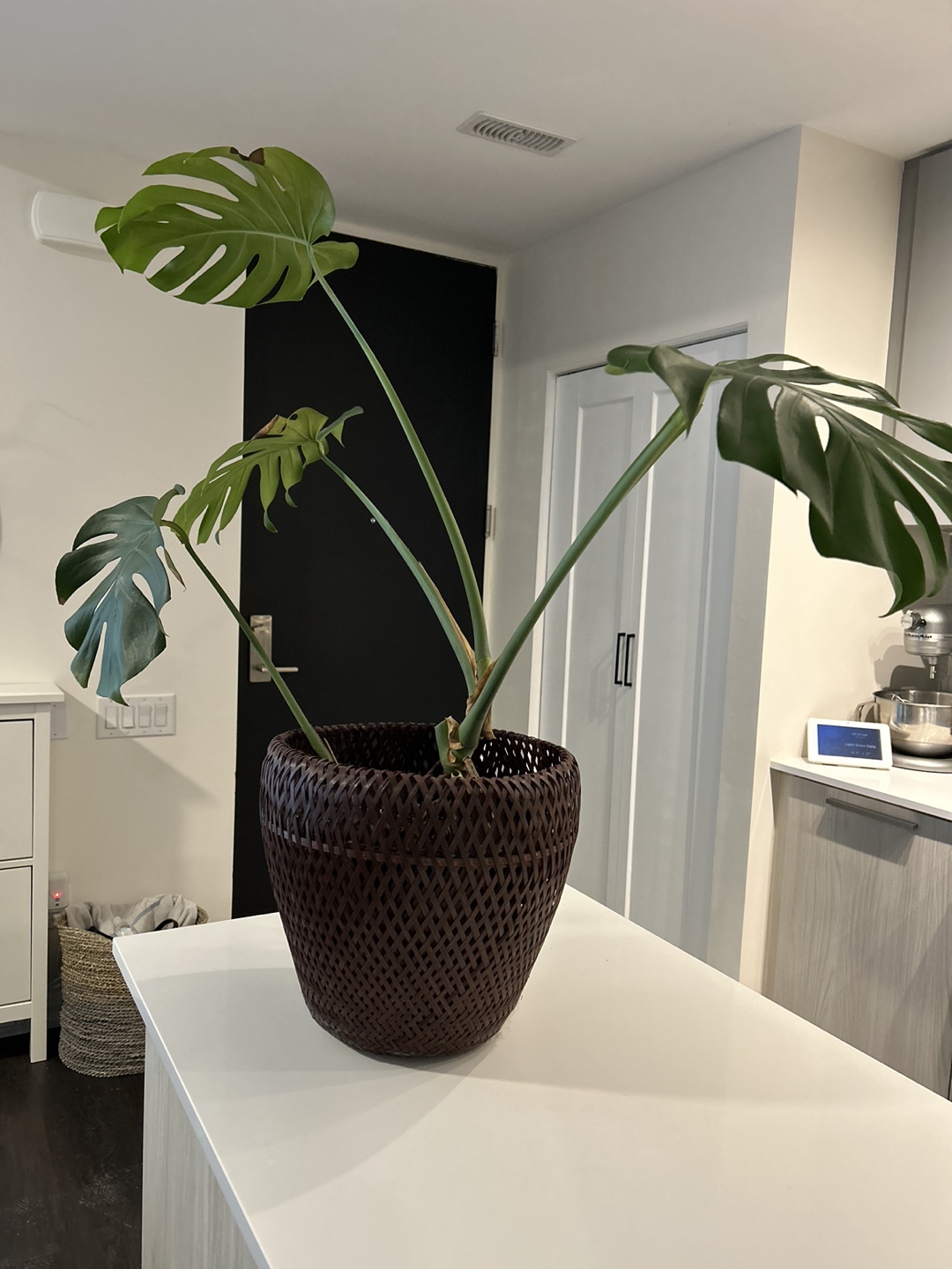 #freecycle monsterra plant