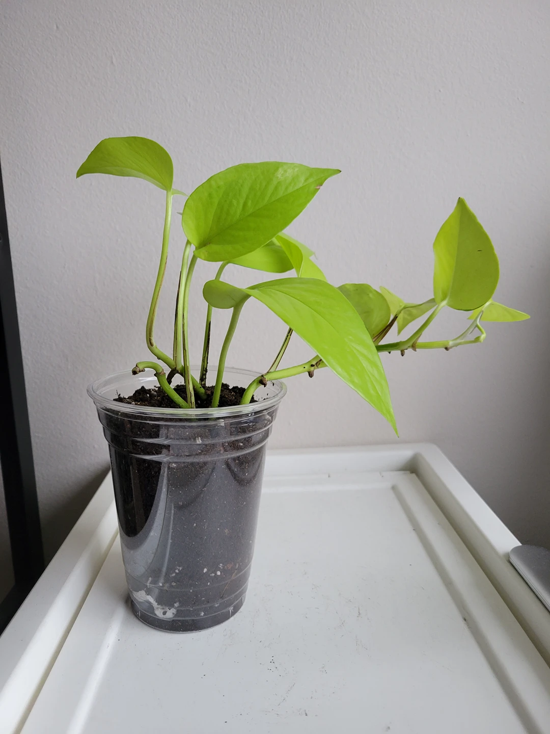 neon pothos thumbnail