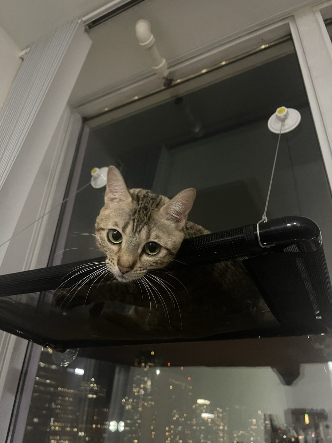 Cat Hammock - photo 2