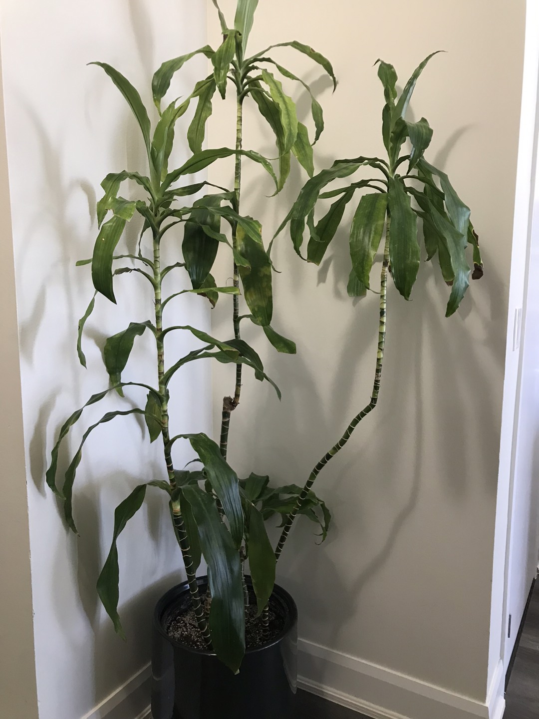 Dracena Plant (6ft)
