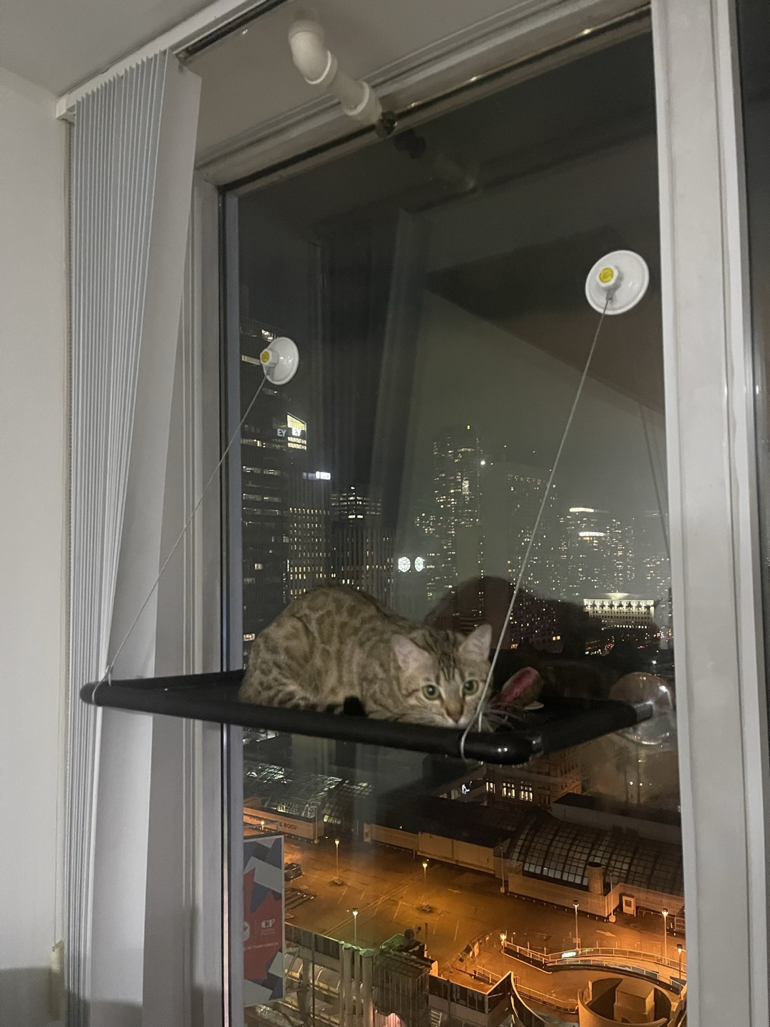 Cat Hammock
