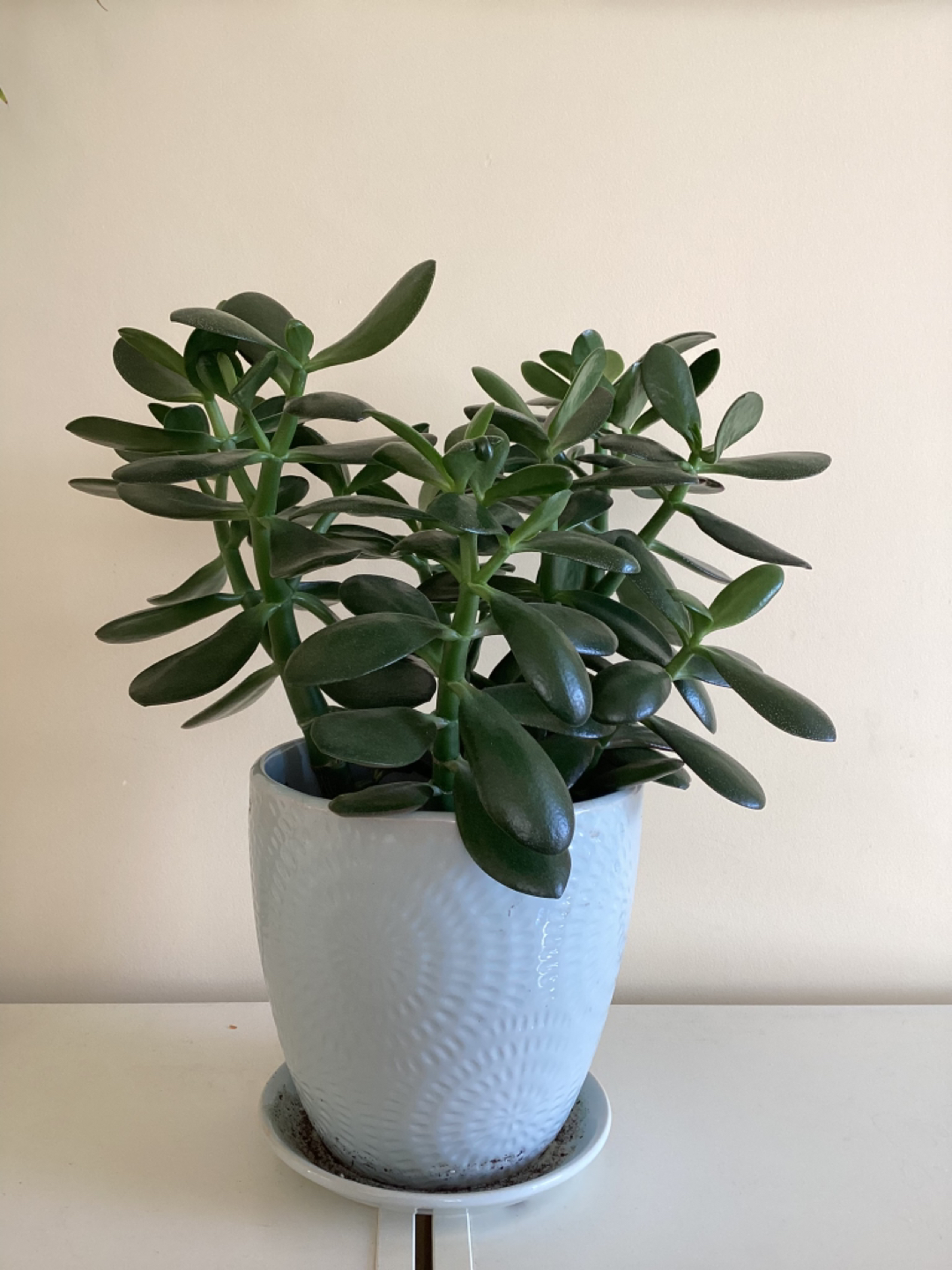 Jade Plant thumbnail