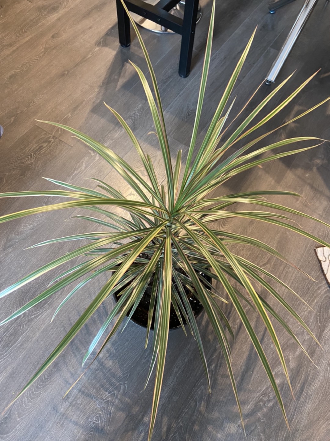 House plant