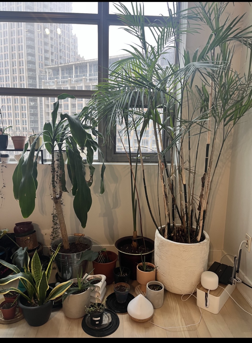 Many plants! thumbnail