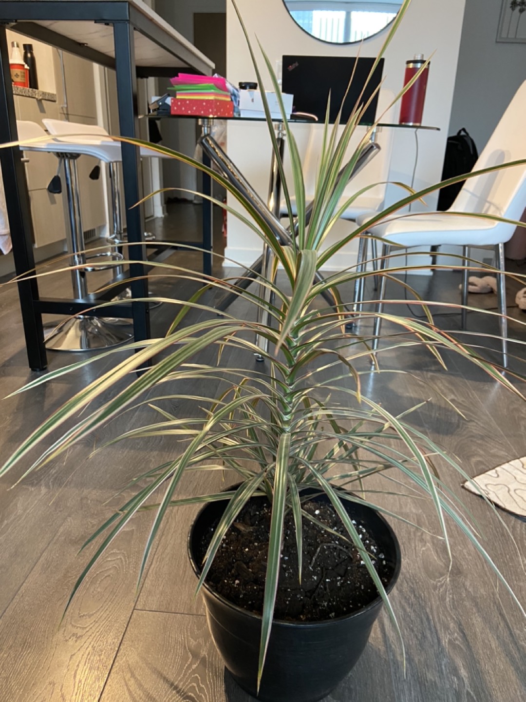 House plant - photo 2