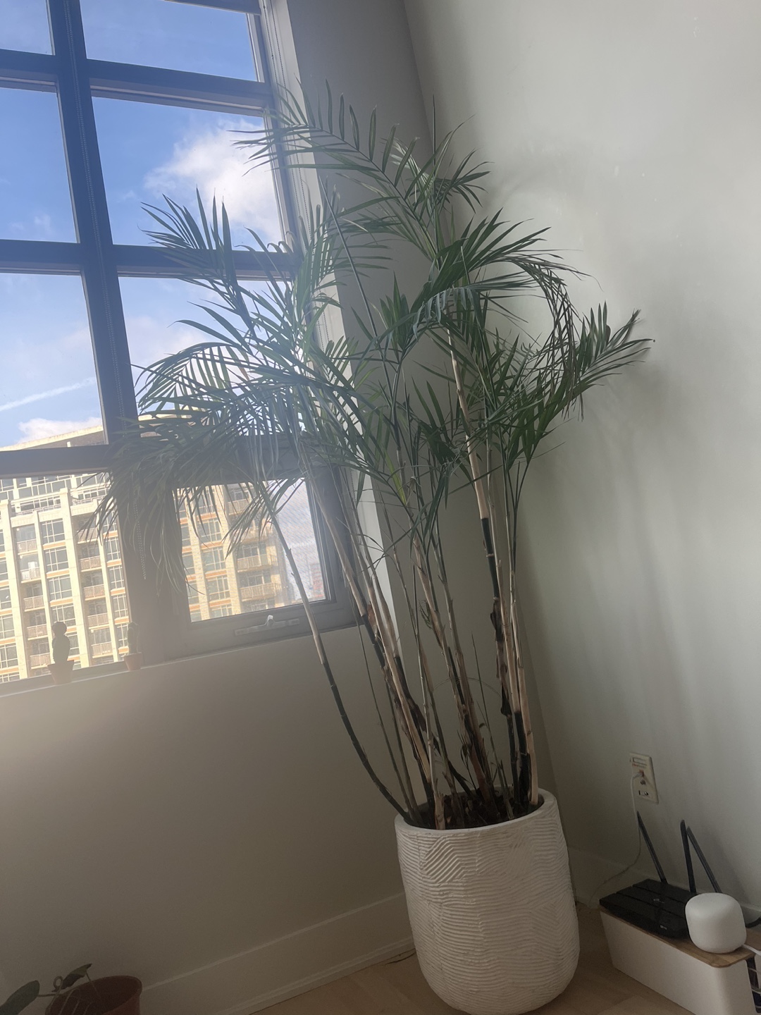 7 foot palm thumbnail