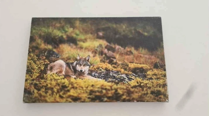 Wolf Wall Art