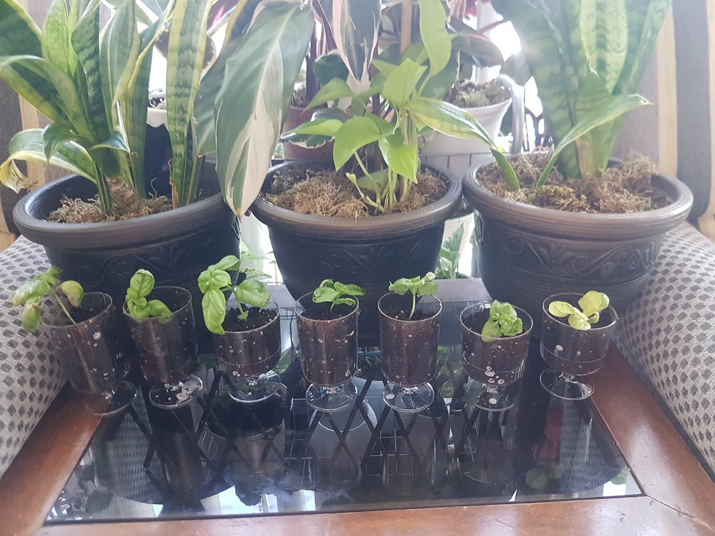 Basil and lettuce starters thumbnail