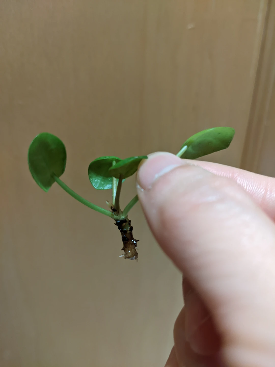 Newly rooted pilea (chinese money plant) thumbnail