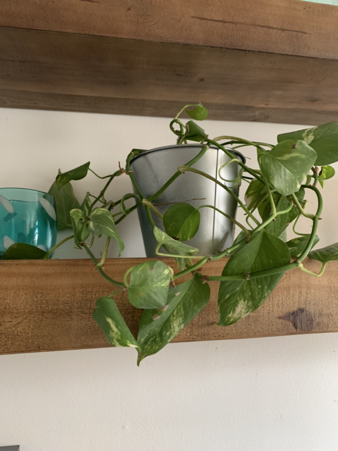 FREE pothos #freecycle