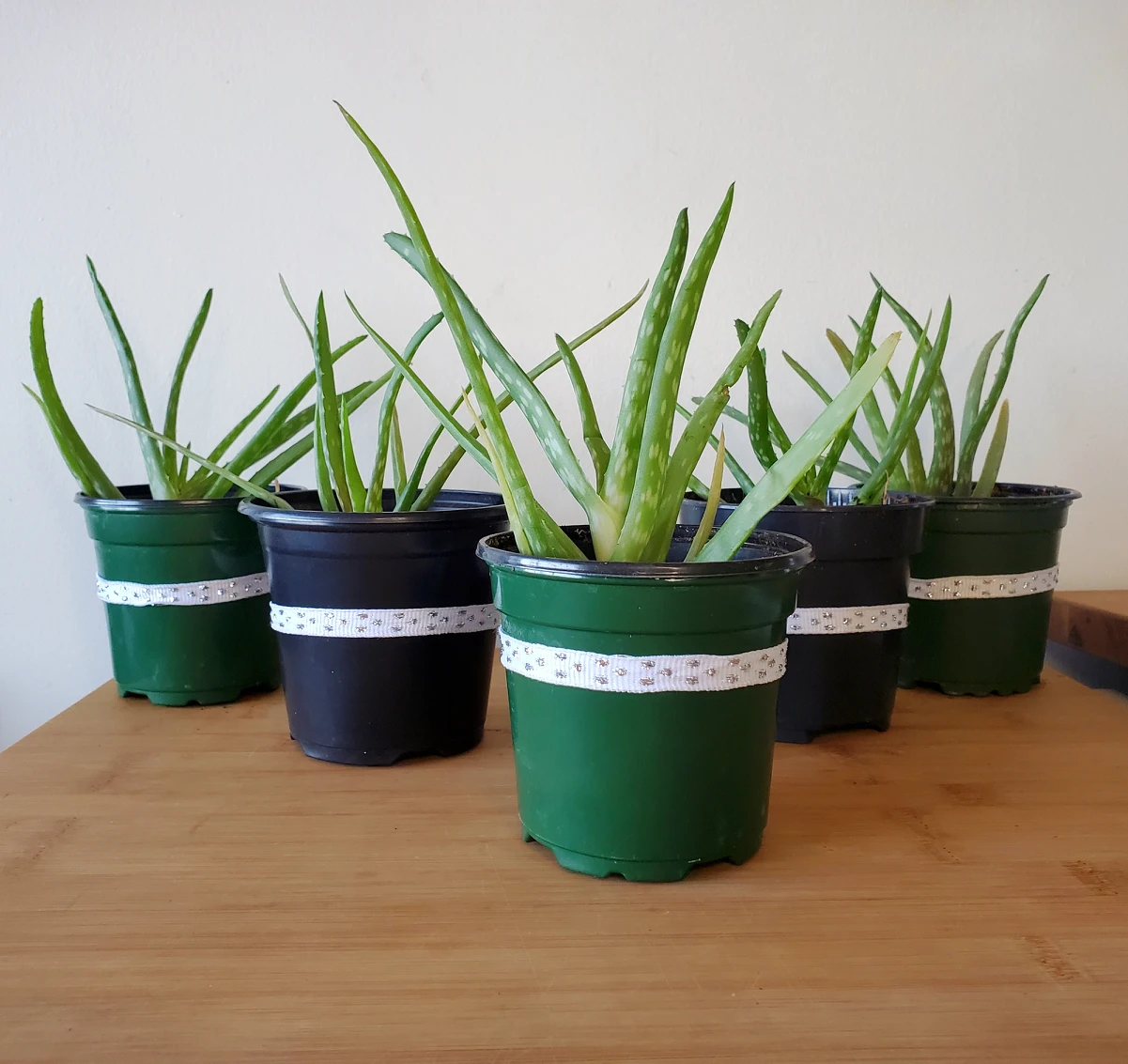Aloe Vera Plant thumbnail