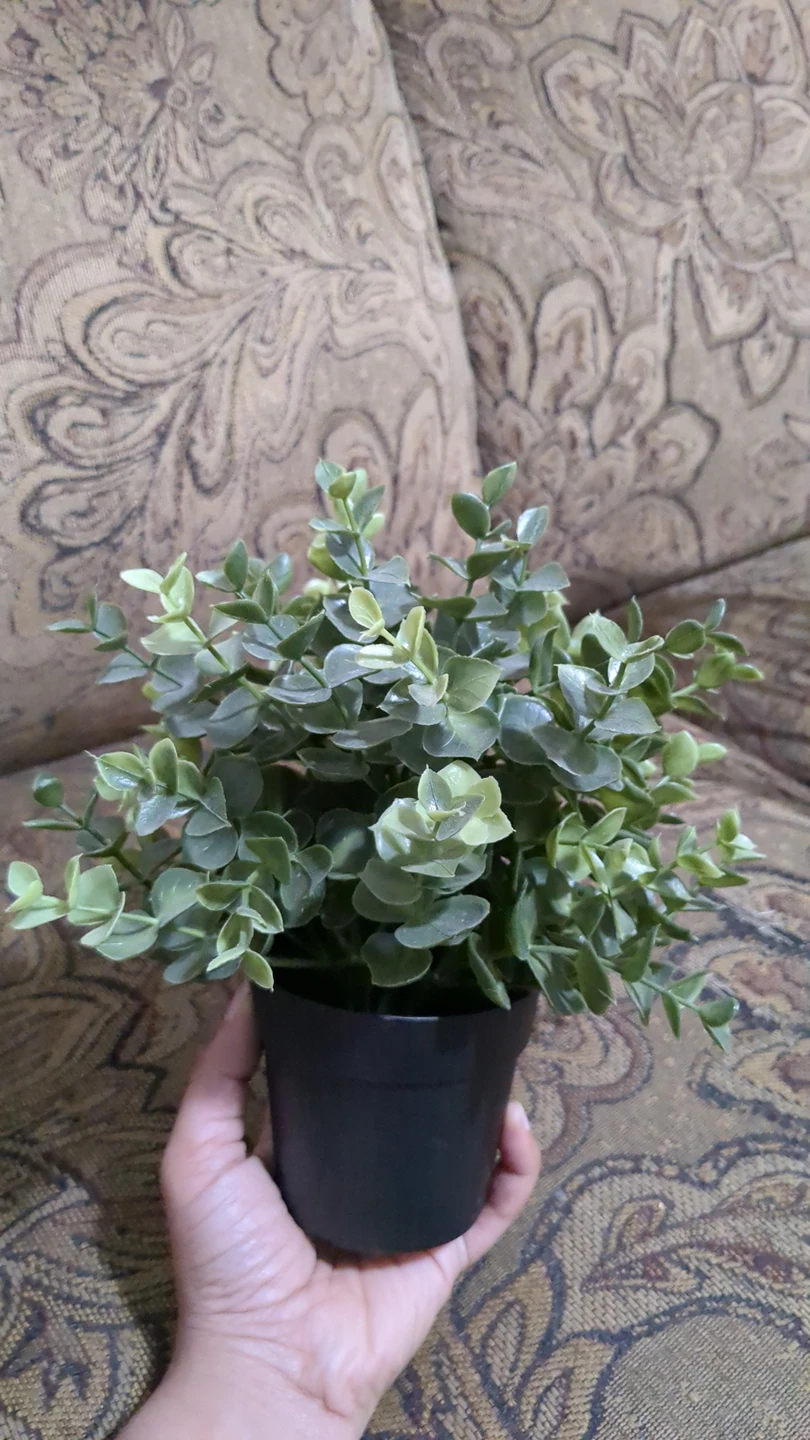 home decor plant