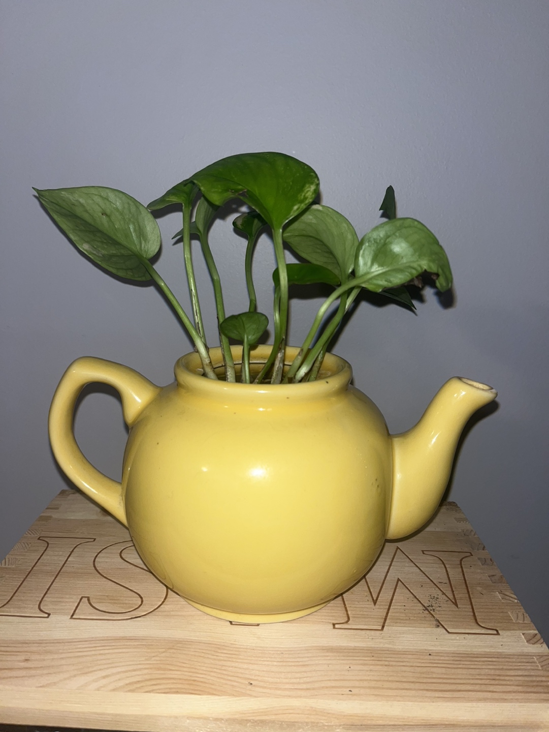 Deeply water rooted marble pothos in teapot 💸