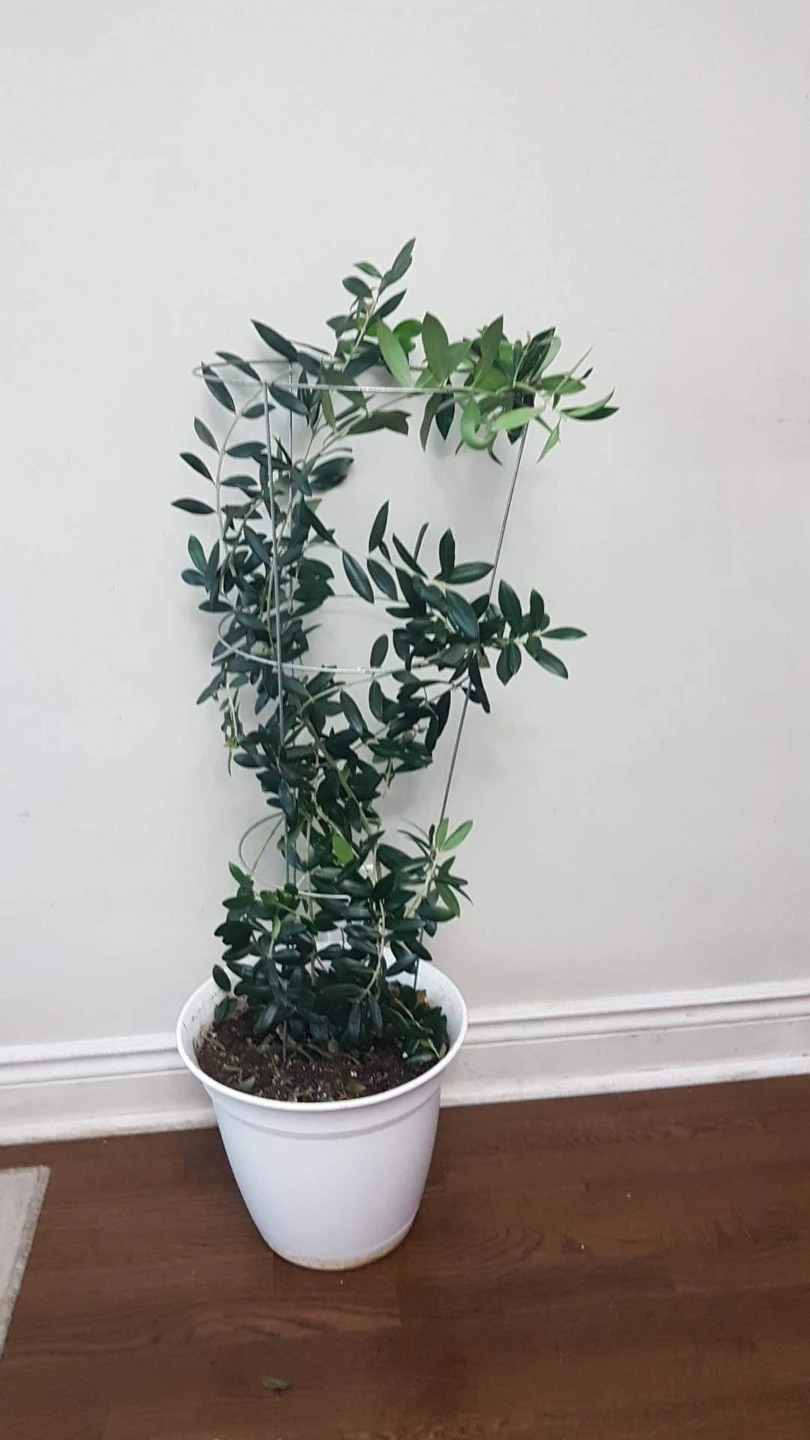 olive tree thumbnail
