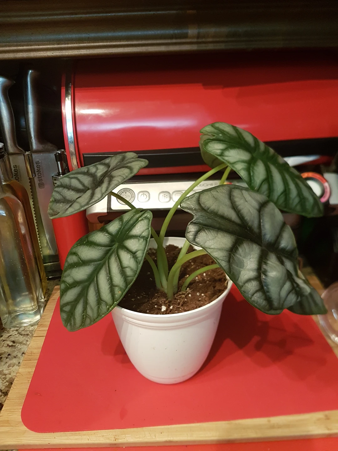 silver dragon plant thumbnail