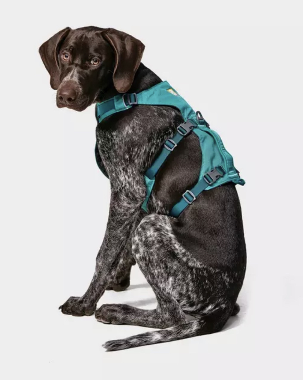 Ruffwear Flagline Dog Harness with Handle Small image indicator(7)