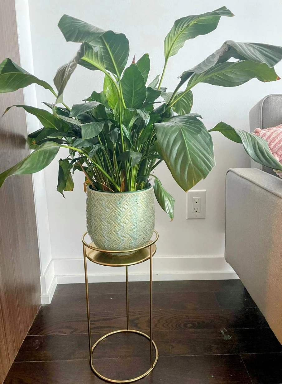 Plant Pot, Color - Mint Green, Diameter - 6 Inches thumbnail