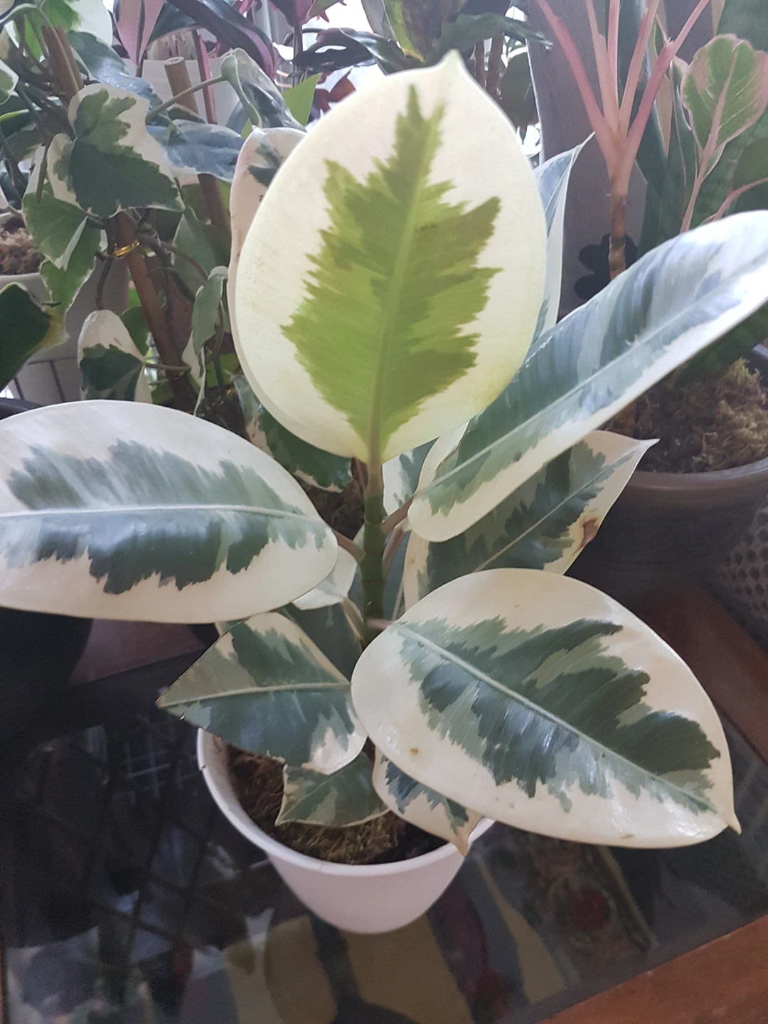 plant thumbnail